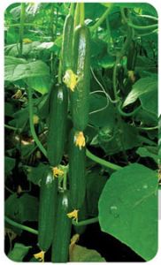 供应翠娜F1—黄瓜种子