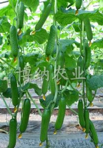 供应金福-11—黄瓜种子