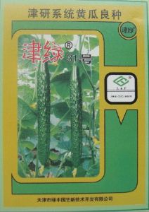 供应津绿31号—黄瓜种子