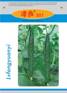 供应津典301—黄瓜种子