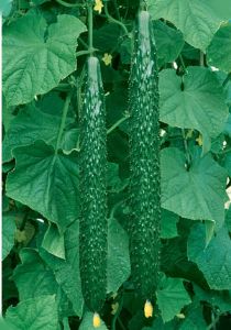 黄瓜种子--绿丰园
