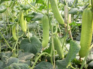 供应玉金龙F1—黄瓜种子
