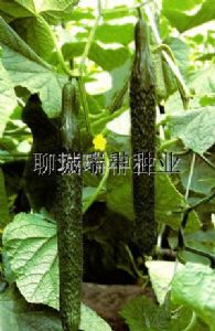 供应津绿21-6—黄瓜种子