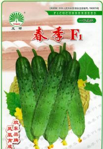 供应春季F1—黄瓜种子
