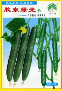 供应胶东绿光F1—黄瓜种子