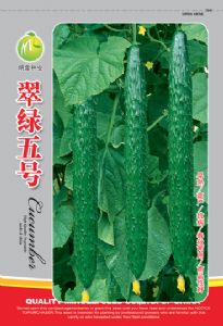 供应翠绿五号—黄瓜种子