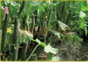 供应秋高—密刺黄瓜种子
