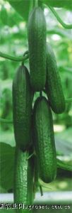 供应普科尼——黄瓜种子