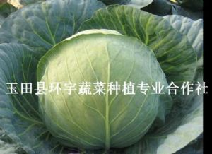 供应秋季甘蓝