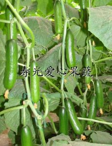 供应寿光套菜——无刺黄瓜