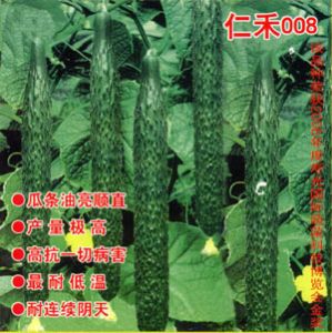 供应仁禾008-黄瓜种子