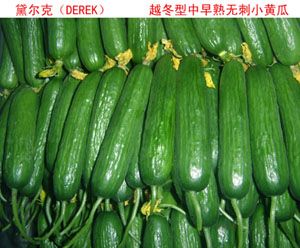 供应戴尔（DERE)—黄瓜种子