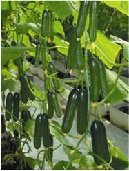 供应绿藤F1—黄瓜种子