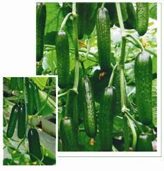 供应绿剑F1—黄瓜种子