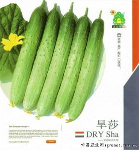 供应旱莎—黄瓜种子