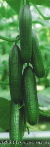 供应尼 罗——黄瓜种子