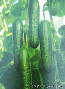 供应夏美伦——黄瓜种子