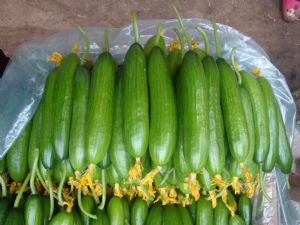供应改良超级454—小黄瓜种子