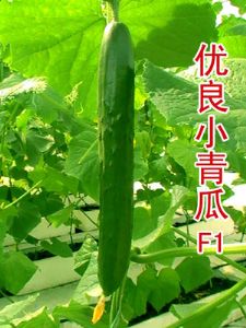 供应优良小青瓜—黄瓜种子