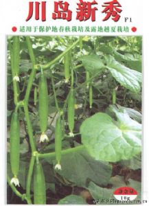 供应川岛新秀—黄瓜种子