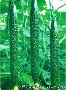 供应韩国绿箭—黄瓜种子