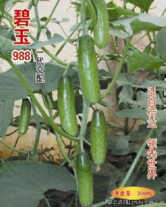供应碧玉988—黄瓜种子