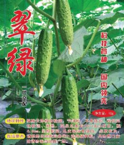 供应翠绿—高产高品质旱黄瓜种子