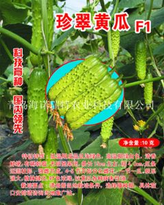 供应珍翠黄瓜—黄瓜种子