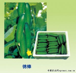 供应锦棒—黄瓜种子