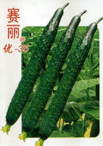 供应赛丽优-35—黄瓜种子
