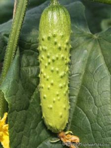 供应海诺99—黄瓜种子