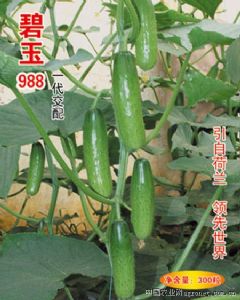 供应碧玉988—黄瓜种子