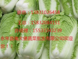 供应大量白菜