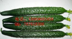 供应越夏耐热黄瓜新品种-绿冠A7种子种苗