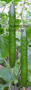 供应越夏高产黄瓜新品种-绿冠A8种子种苗