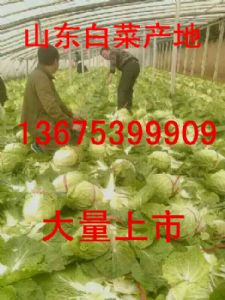 大棚白菜现已大量上市